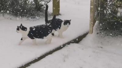 cats in the snow