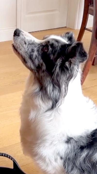 A border collie looking up at the camera