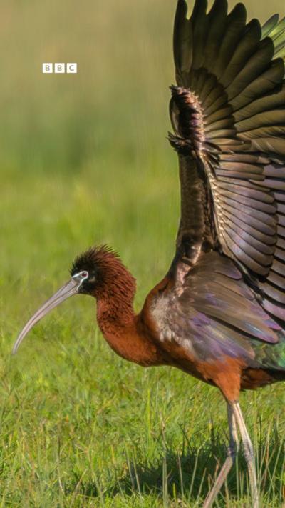 Glossy ibis