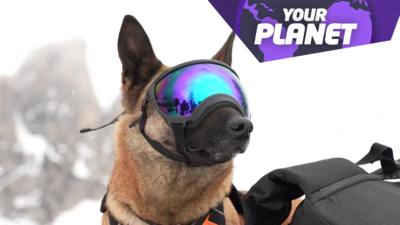 dog in ski goggles