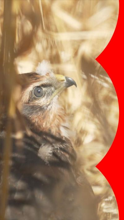 A Montagu's harrier chick in the grass