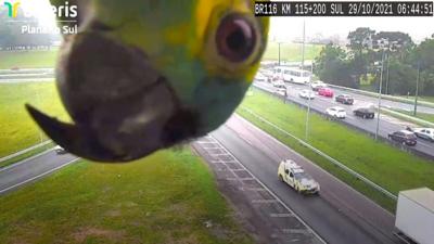 A parrot peering into a CCTV camera