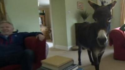 Dougie the donkey walking through the living room while his owners sit on the sofa