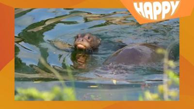 An otter