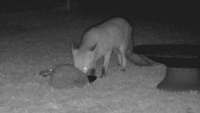 A fox and hedgehog eating together