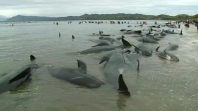 Whales beached in New Zealand