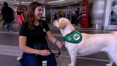 Dog in training at New Street station.