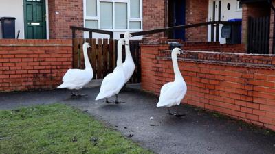 Swans