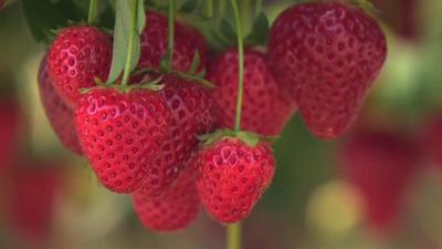 Strawberries