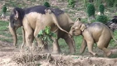 Elephant leading young elephant away