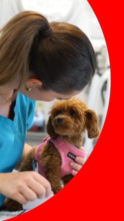 Vet holding brown dog wearing pink harness