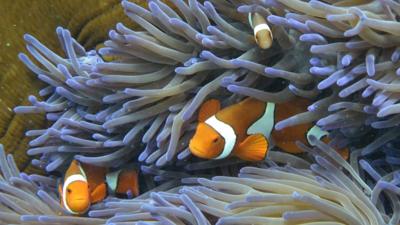 Fish swimming through the coral on Australia's Great Barrier Reef