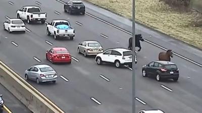 Horses on the loose trot down the motorway in the wrong direction