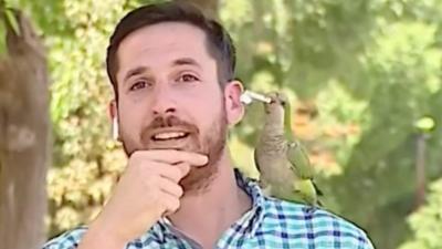 A parrot pulling an earphone from a reporter's ear