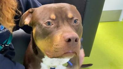 A Staffordshire bull terrier at Battersea