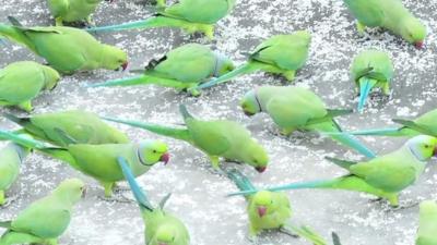 Parrots