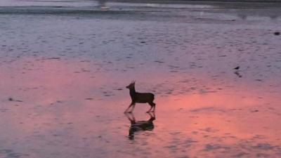 A deer bounding across the shore at Poole Harbour