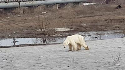 A hungry polar bear in Norilsk, northern Russia