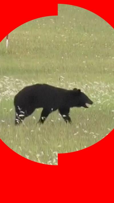 Bear runs across grass 
