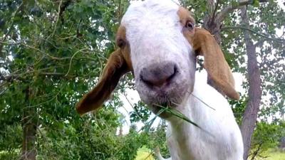 The Canadian city of Edmonton has hired goats to eat noxious weeds in its parks