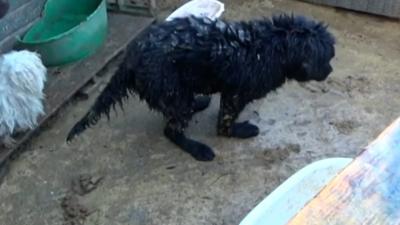 A dog covered in mud and faeces