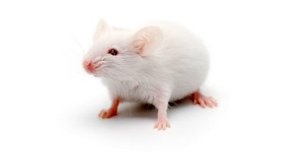 File photo: A white laboratory mouse