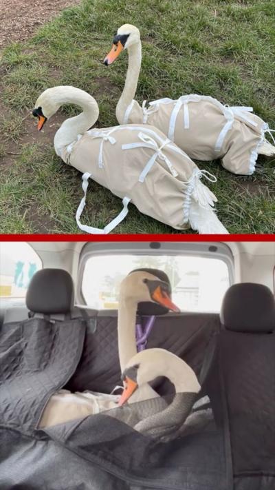 Split screen of two swans in carriers on the grass and, below, in the back seat of a car