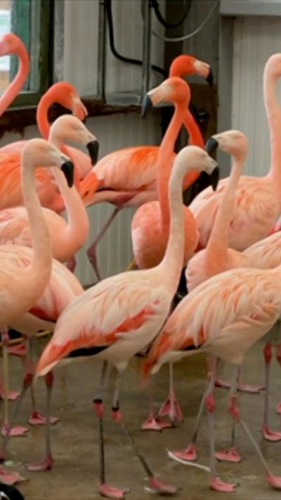 A flock of flamingos inside a room after their enclosure was damaged