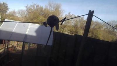 Rat on a washing line