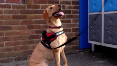 Concern over county lines drug gangs leads schools in Hampshire to pay for sniffer dogs to visit.