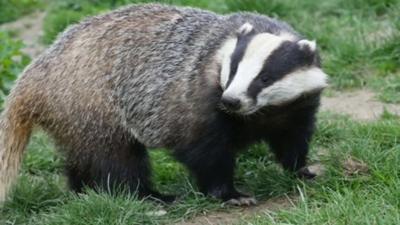 Badger