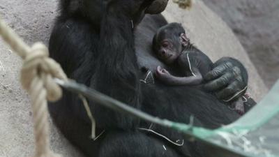 gorilla mum with baby