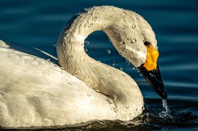 A Bewick's swan with a wet head