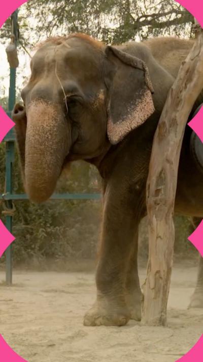 An elephant standing up swinging its trunk