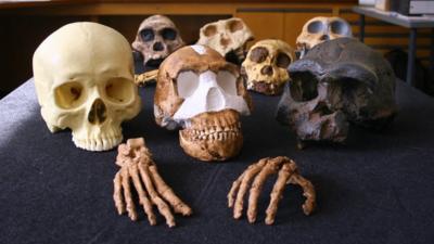 Homo naledi