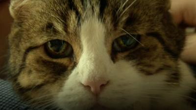 Meet Charlie, a remarkable rescue cat who can "smell" when his diabetic owner's blood glucose levels drop.