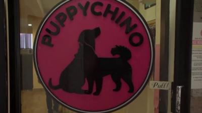 Puppychino cafe