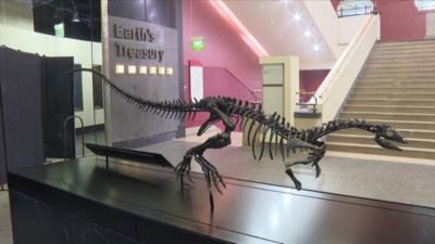 A mounted Enigmacursor dinosaur skeleton displayed in glass box, with a sign reading "Earth's Treasury" in the background.