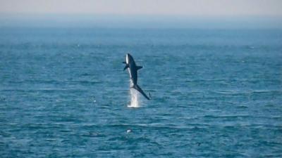 Dolphins swimming near the beach and a thresher shark leaping from the sea are caught on camera.