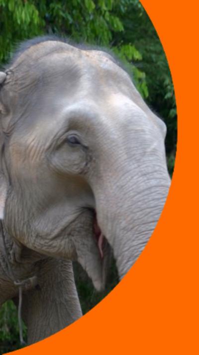 The head and forelegs of an elephant in front of green leaves. It looks like it's smiling.