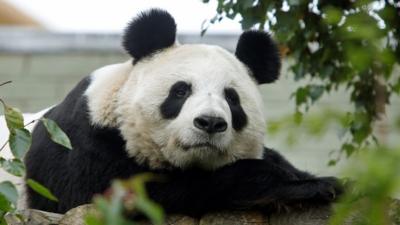 Panda at Edinburgh Zoo