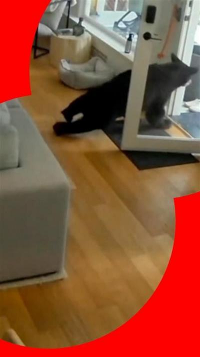 Small black bear running through a glass door in a house, over wooden floorboards.