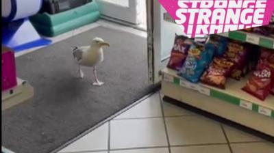 A seagull in  a shop