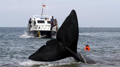 Sperm whale stranded