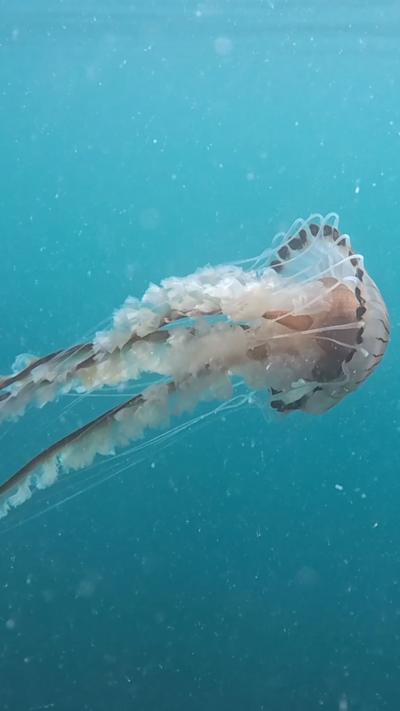 An underwater photo of a Compass Jellyfish swimming