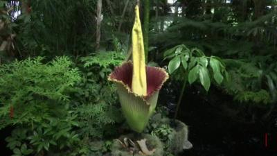 'Corpse flower'