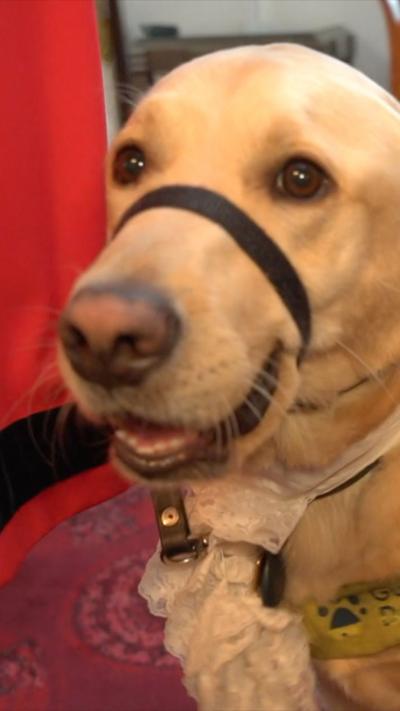 Close-up of a light-colored dog’s face indoors, wearing a black head halter around the muzzle and a collar with a tag and lace bow accessory. The dog’s nose and eyes are prominent in the foreground, while a red object appears blurred along the left side and a softly lit interior background is visible behind.