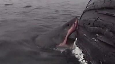 A great white takes a chunk out of Scarlet the humpback