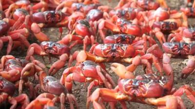 Red crabs cover Christmas Island