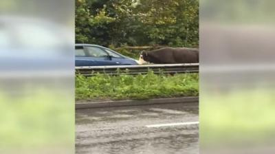 Cow on A35